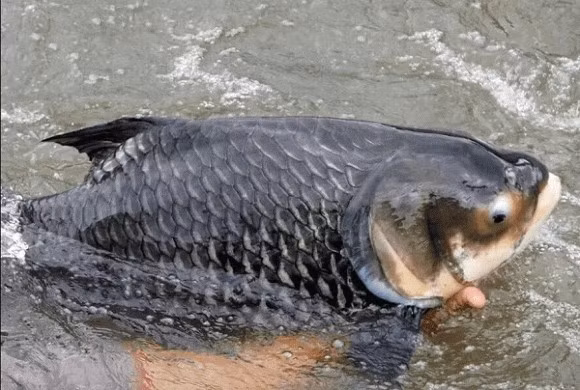 Thịt cá hô giàu dinh dưỡng, dày, ngọt, ít xương dăm nên được các nhà hàng và người sành ăn ưa chuộng. Ảnh: Internet