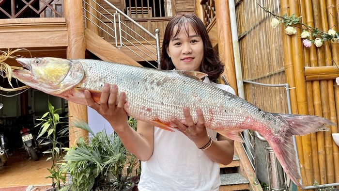 Cá măng có kích thước lớn, dài từ 0,5 - 1,5 mét, nặng 5 - 12kg, đặc biệt cá khổng lồ 20 - 30kg. Ảnh: SapaTV