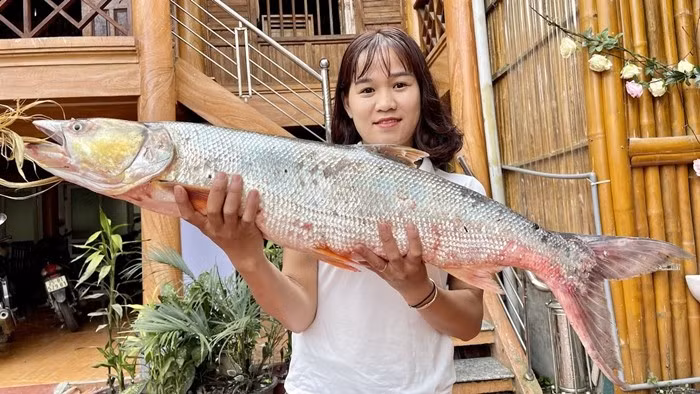 Cá măng có kích thước lớn, dài từ 0,5 - 1,5 mét, nặng 5 - 12kg, đặc biệt cá khổng lồ 20 - 30kg. Ảnh: SapaTV