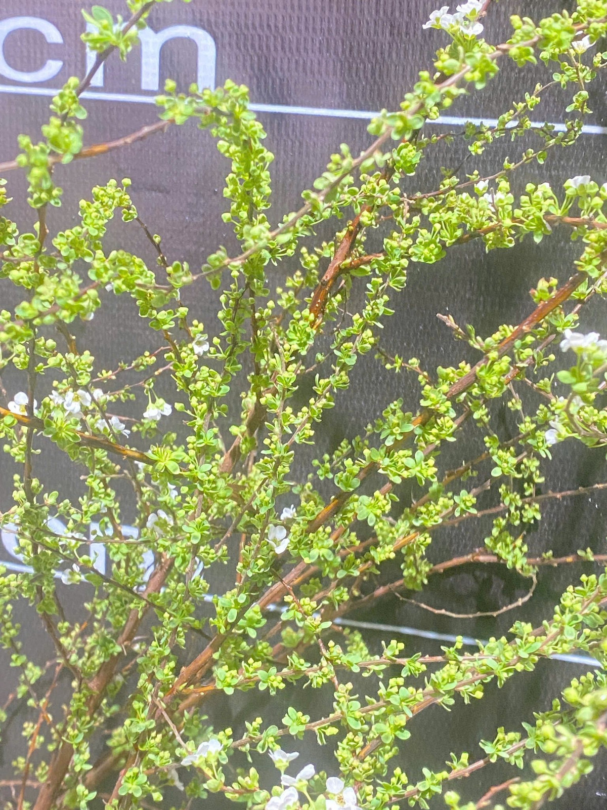 Hoa tuyết mai có giá bán từ 120.000 - 180.000 đồng/bó. Ảnh: FB An Corner Shop