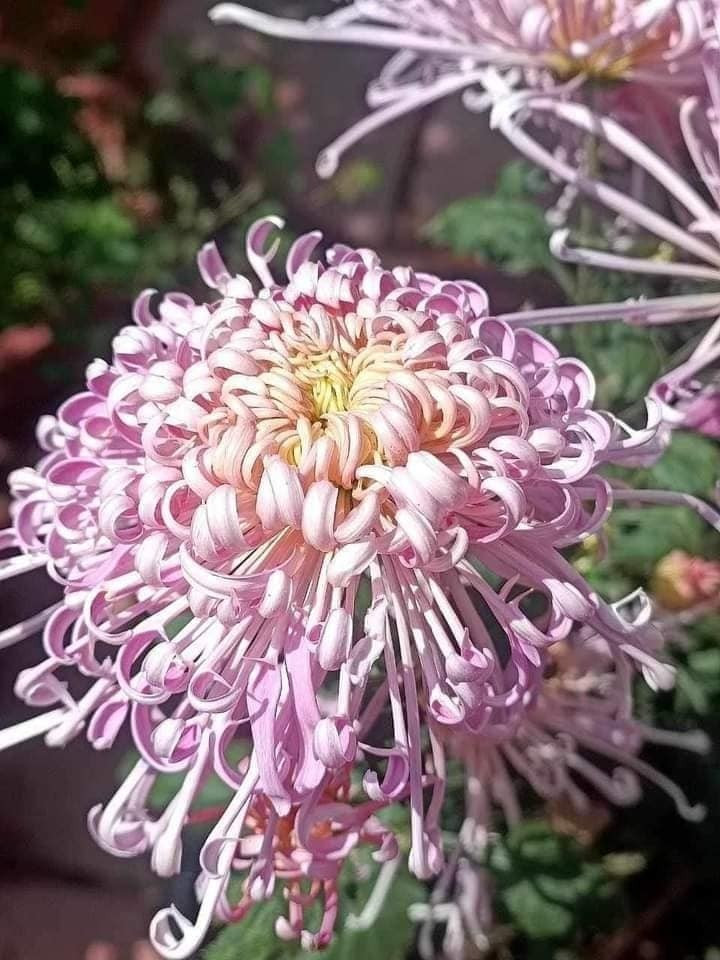 Hoa cúc hồng tú kiều có bông to tròn như cái bát, cánh hoa nhỏ xếp đều, sắc hồng đẹp mắt. Hoa càng nở lâu màu hồng càng nhạt, tạo cảm giác nhẹ nhàng và tinh tế. Ảnh: Trucvufarm