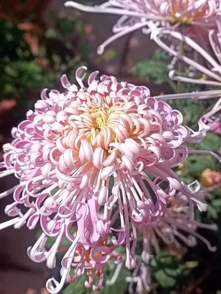 Hoa cúc hồng tú kiều có bông to tròn như cái bát, cánh hoa nhỏ xếp đều, sắc hồng đẹp mắt. Hoa càng nở lâu màu hồng càng nhạt, tạo cảm giác nhẹ nhàng và tinh tế. Ảnh: Trucvufarm