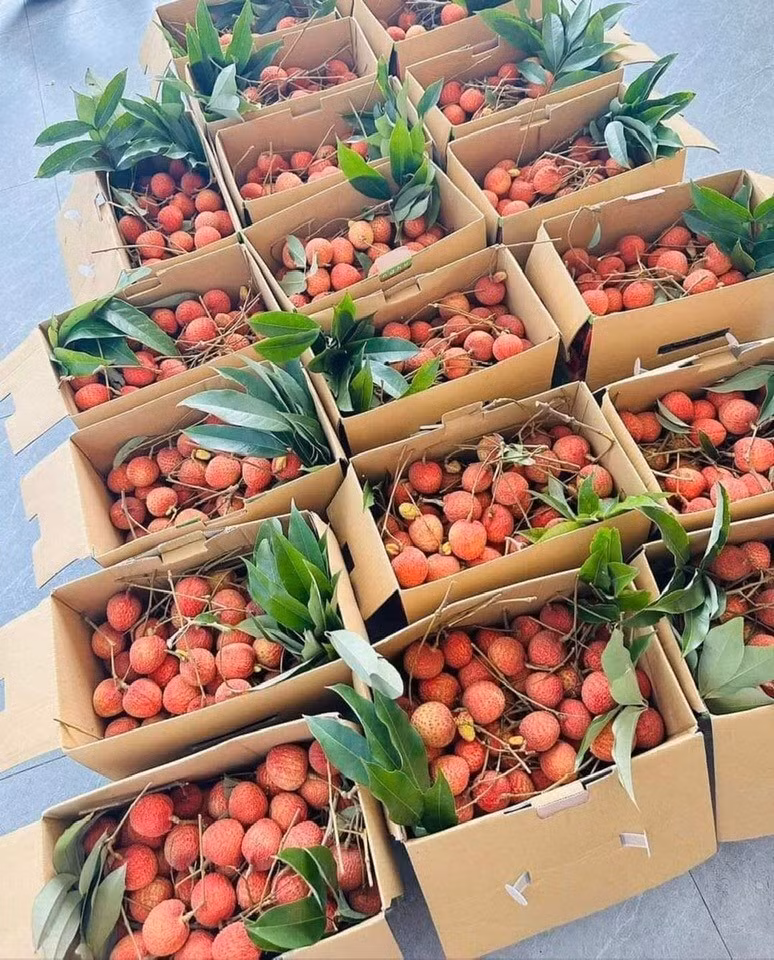 Theo các tiểu thương, vải trứng Hưng Yên chuẩn có số lượng rất ít vì cách trồng đặc biệt. Do đó, không phải ai muốn mua cũng có hàng để bán. Ảnh: Facebook