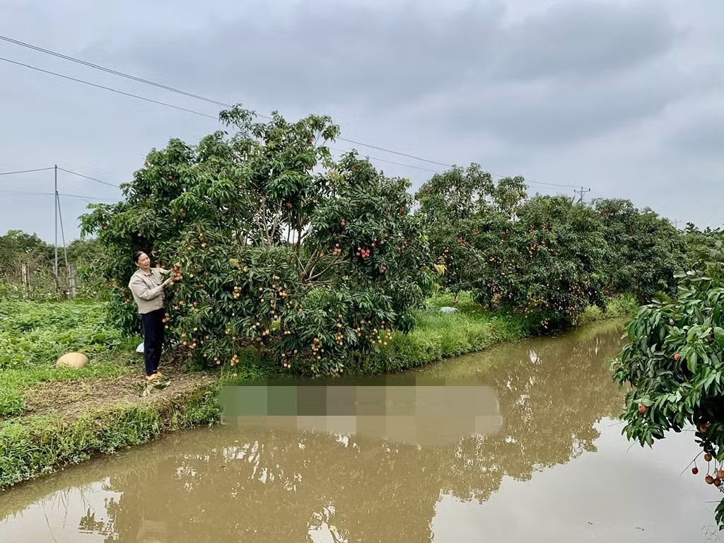 Hiện nay, toàn xã Phan Sào Nam có hơn 200 ha trồng vải trứng, ước tính vụ này cho thu trên 200 tấn quả. Ảnh: Báo Hưng yên
