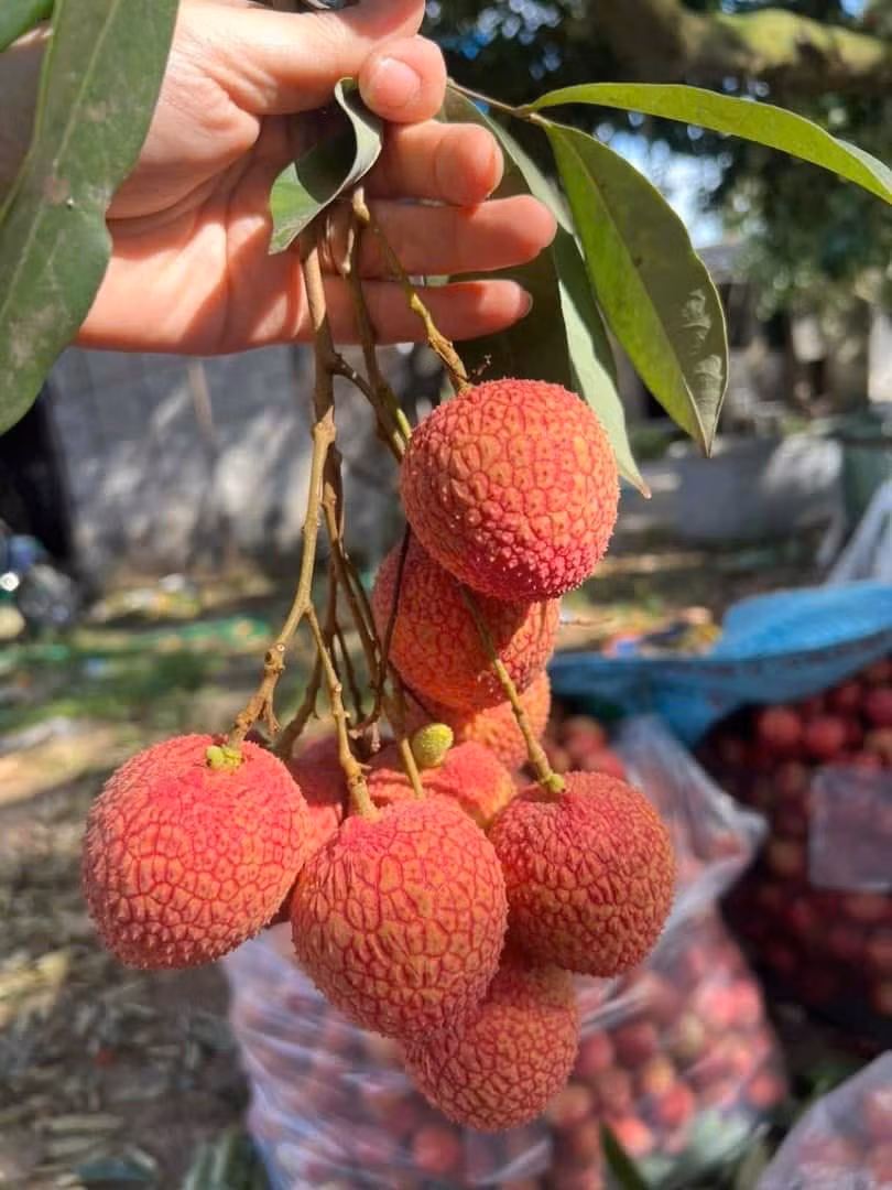 Trên thị trường, giá vải trứng Hưng Yên dao động từ 200.000 - 280.000 đồng/kg, thậm chí loại vip lên tới 300.000 đồng/kg. Ảnh: Facebook