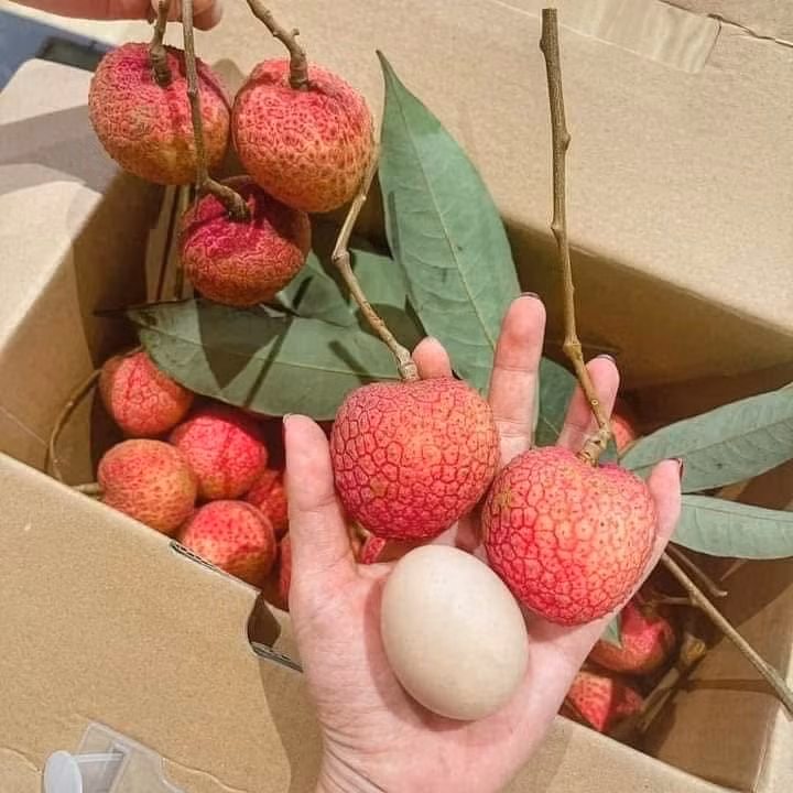 Vải trứng Hưng Yên mã sáng, vỏ mỏng, cùi dày, hạt nhỏ, vị ngọt thơm. Ảnh: Facebook