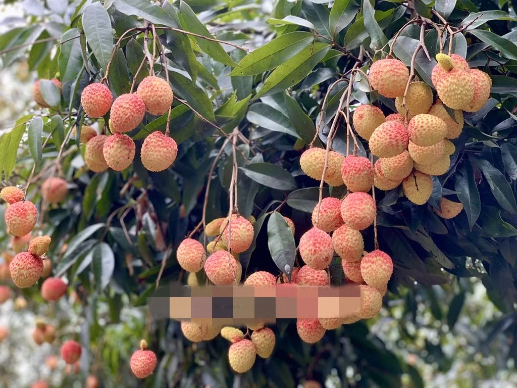 Những chùm vải trứng Hưng Yên sai trĩu, chín đỏ. Ảnh: Báo Hưng Yên