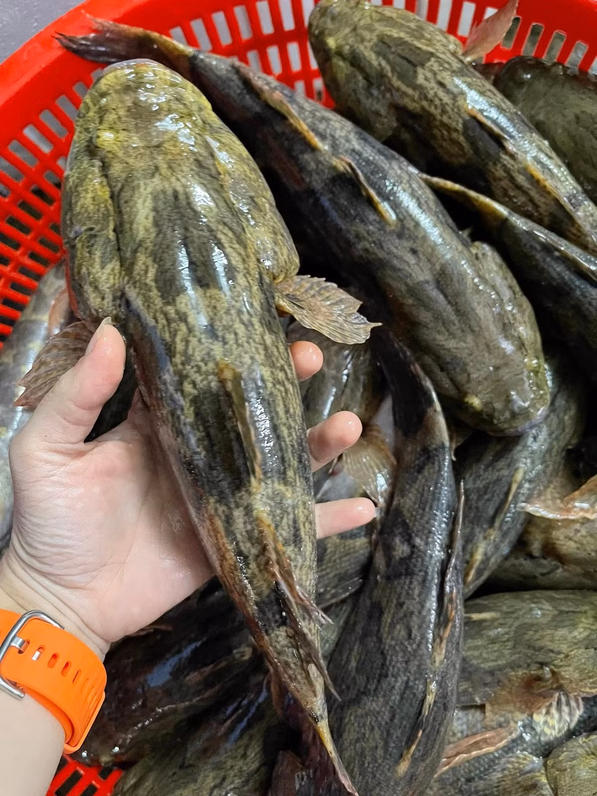 Trong khi đó, cá bống tượng nuôi tại Vĩnh Long, Cà Mau... có kích thước vượt trội, giá dao động 200.000–450.000 đồng/kg, tùy loại. Ảnh: Facebook