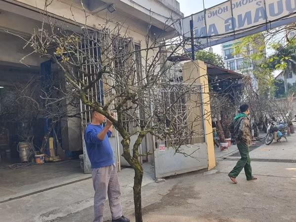 Tại Hà Nội, cành mận rừng nhỏ giá từ 300.000 - 700.000 đồng/cành; những cành to, giá từ vài triệu đến cả chục triệu đồng. Ảnh: Arttimes