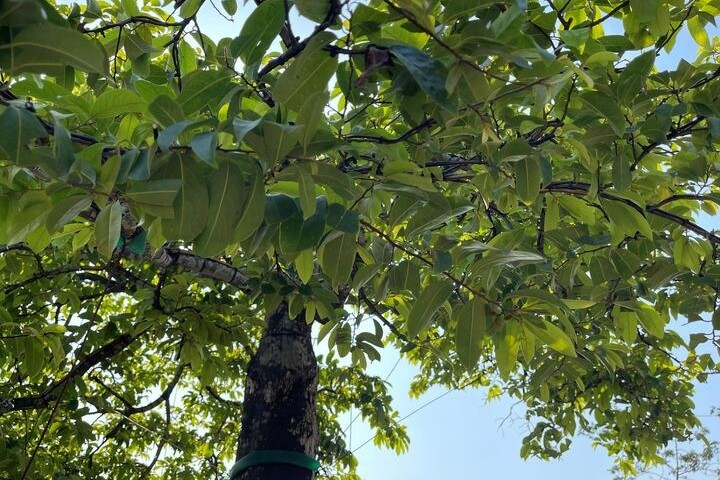 Theo anh Tùng, đây là cây thị độc nhất vô nhị, không thể tìm thấy cây thứ hai như vậy. Ảnh: Công Hiếu/VTCnews