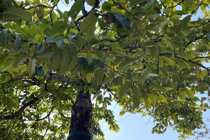 Theo anh Tùng, đây là cây thị độc nhất vô nhị, không thể tìm thấy cây thứ hai như vậy. Ảnh: Công Hiếu/VTCnews