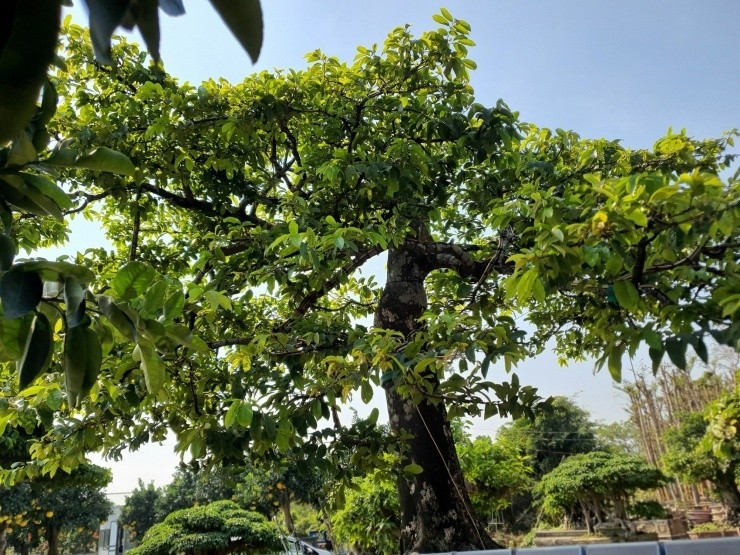 Thân thẳng tắp vươn lên từ bộ rễ vững chắc, phủ một lớp vỏ màu xám - trắng. Ảnh: Người đưa tin