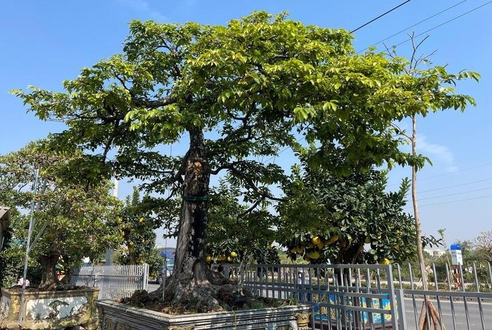 Thân cây cao khoảng 3m, tán lá rộng 4m nhưng vẫn nằm gọn trong một chiếc chậu cảnh không quá lớn. Ảnh: Công Hiếu/VTCnews