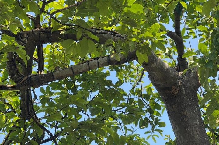 Cành và tán lá phân bổ đều theo dáng huyền, tựa như một chiếc thuyền úp ngược. Ảnh: Công Hiếu/VTCnews