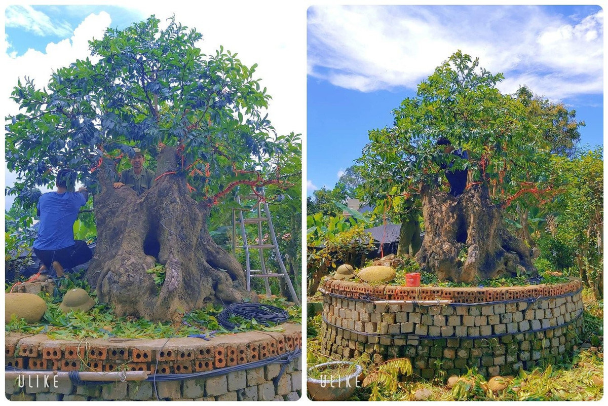 Trước đó, anh Trần Bá Hội (Quảng Ninh) từng gây chú ý với cây thị cổ thụ ước chừng tuổi đời đến hơn 400 tuổi. Ảnh: Nông thôn Việt