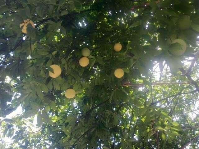 Sau này, cây được bán cho một vị khách người Nhật Bản đang sinh sống và làm việc ở Việt Nam với giá 400 triệu đồng. Ảnh: Nông thôn Việt