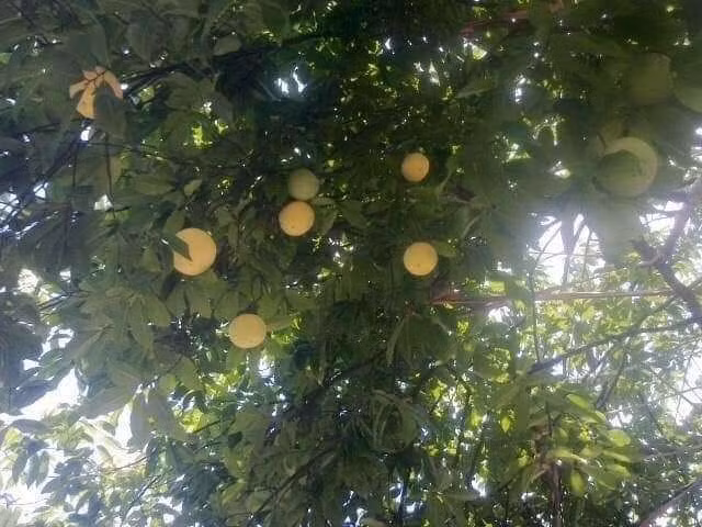 Sau này, cây được bán cho một vị khách người Nhật Bản đang sinh sống và làm việc ở Việt Nam với giá 400 triệu đồng. Ảnh: Nông thôn Việt