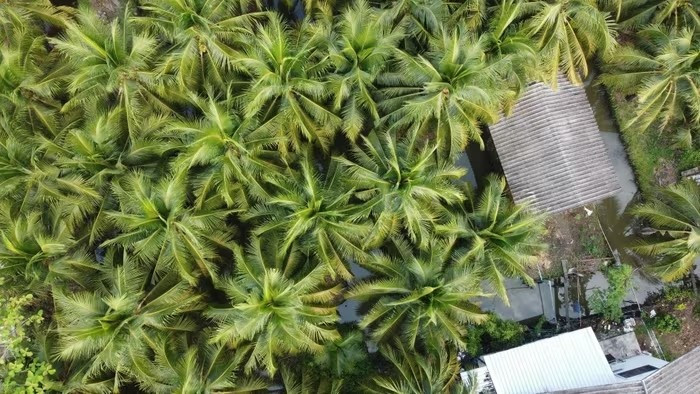 Thương lái từng đi thu mua chính tại các nông trại dừa tại Thái Lan. Tuy nhiên, vị thế của họ đã suy yếu trong những năm gần đây khi các doanh nhân Trung Quốc thâm nhập vào chuỗi cung ứng. Ảnh: Aidan Jones/SCMP.