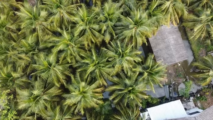 Thương lái từng đi thu mua chính tại các nông trại dừa tại Thái Lan. Tuy nhiên, vị thế của họ đã suy yếu trong những năm gần đây khi các doanh nhân Trung Quốc thâm nhập vào chuỗi cung ứng. Ảnh: Aidan Jones/SCMP.