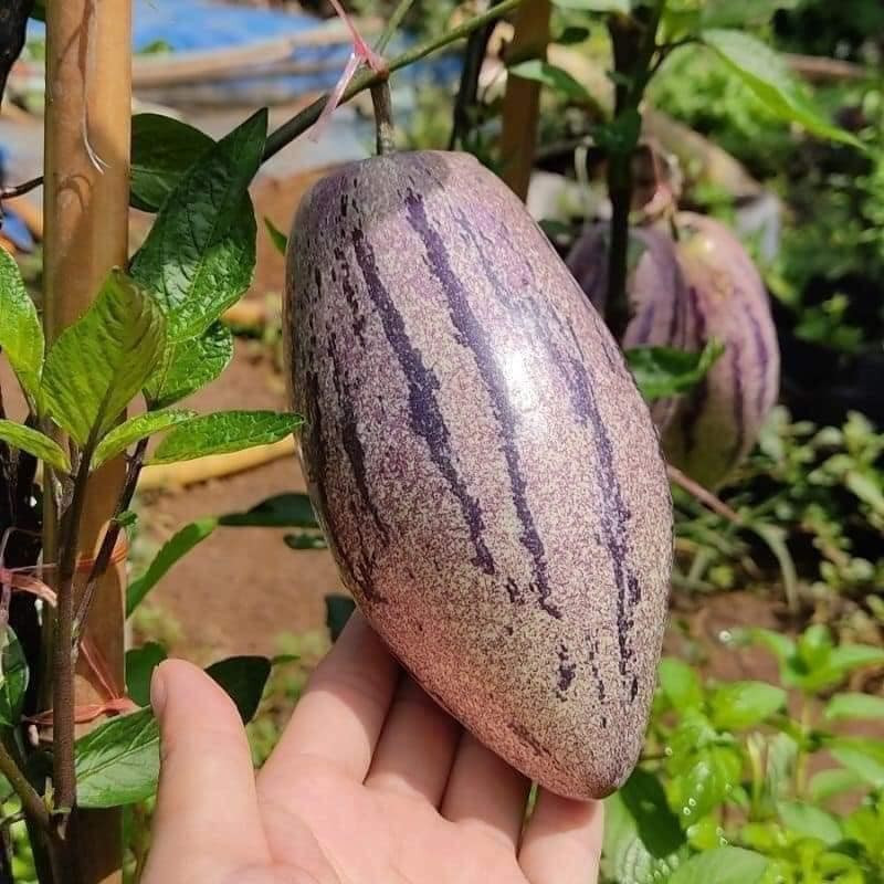 Không chỉ có hình dáng đặc biệt, dưa hấu Nam Mỹ còn chứa nhiều vitamin, khoáng chất, chất xơ rất tốt cho sức khoẻ, giúp tăng cường hệ miễn dịch, chống lão hoá, tốt cho tim mạch. Ảnh: Facebook