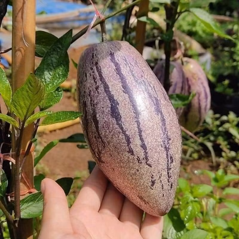 Không chỉ có hình dáng đặc biệt, dưa hấu Nam Mỹ còn chứa nhiều vitamin, khoáng chất, chất xơ rất tốt cho sức khoẻ, giúp tăng cường hệ miễn dịch, chống lão hoá, tốt cho tim mạch. Ảnh: Facebook