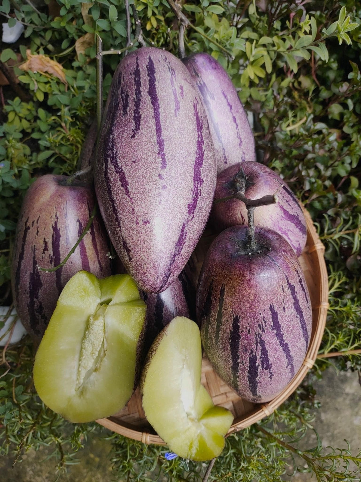 Bên cạnh các loại dưa phổ biến như dưa hấu, dưa vàng...trên thị trường còn xuất hiện loại dưa trông giống quả cà tím. Ảnh: Facebook