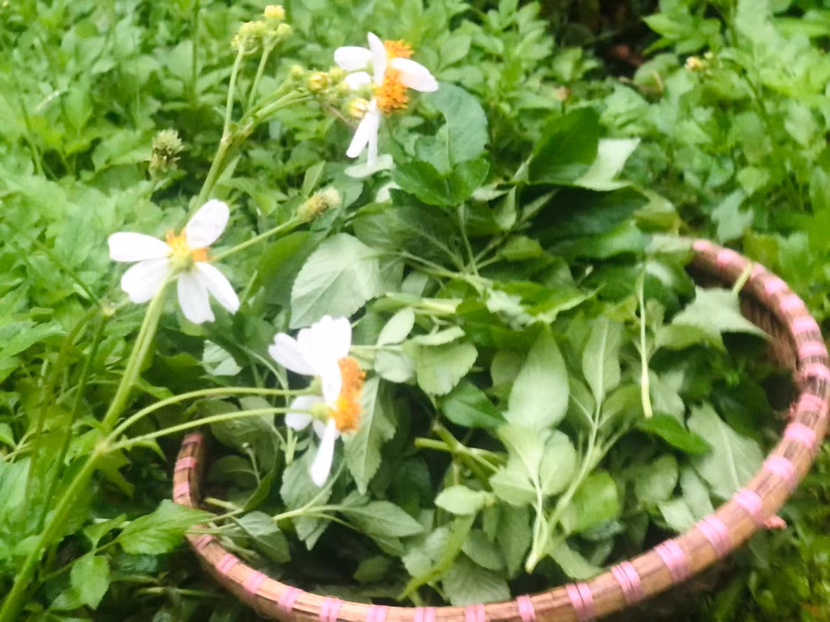 Ở một số chợ quê, rau xuyến chi giá dao động từ 10.000 - 15.000 đồng/mớ. Ảnh: Facebook