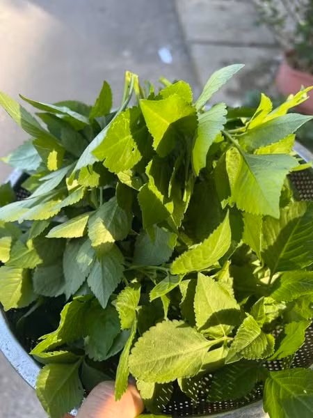 Ở một số địa phương, xuyến chi còn được sử dụng như một loại rau ăn lạ miệng, hương vị đặc biệt. Ảnh: Facebook