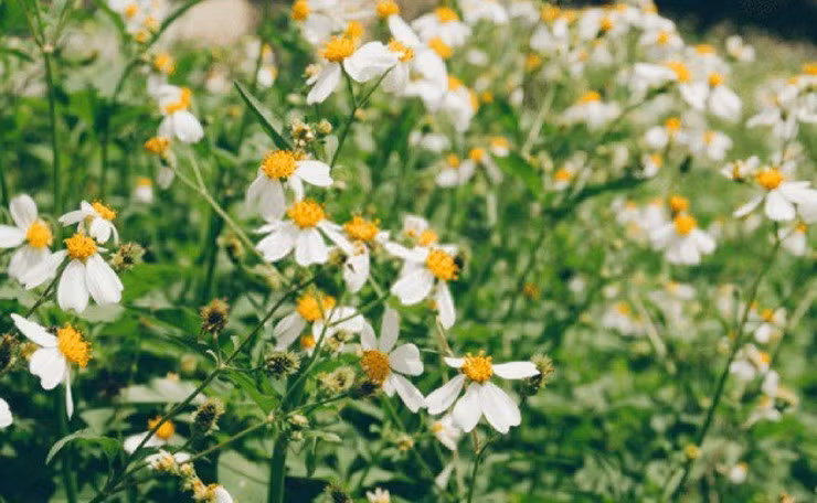 Chỉ mất khoảng 30–35 ngày là có thể thu hoạch xuyến chi, gần như không cần phân thuốc, tiết kiệm chi phí đáng kể. Ảnh: Facebook