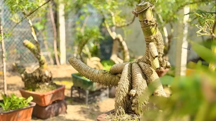 Tre bonsai của anh Kha được giới chơi cây cảnh ưa chuộng, giá phổ biến từ 1 – 2 triệu đồng, những gốc đẹp, thế lạ có thể lên đến 10 – 11 triệu đồng. Ảnh: Plo