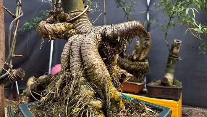 Gốc tre sau khi cắt rất yếu, tỷ lệ sống không cao. Anh Kha phải vùi củ tre trong cát trộn xơ dừa, bao bọc kín để giữ ẩm. Sau khoảng một tháng mới biết cây có hồi sinh hay không. Ảnh: Plo