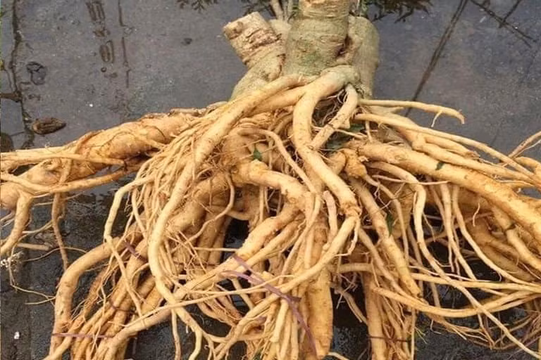 Đinh lăng được sử dụng là giống đinh lăng lá nhuyễn (lá nếp), độ tuổi trên 5 năm, khi đó rễ mới đủ dược tính, thơm, ngọt hậu, thích hợp để làm mứt. Ảnh: VOV