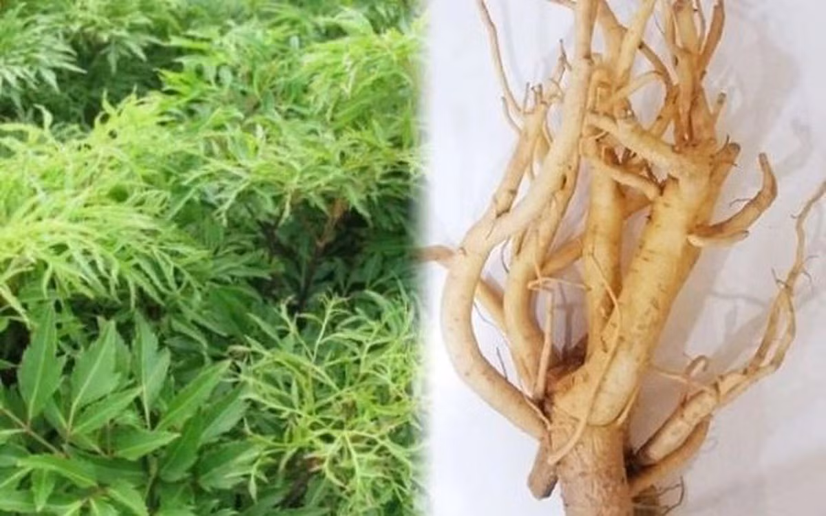 Đinh lăng là loài cây quen thuộc trong vườn nhà của người Việt. Ảnh: Suckhoedoisong
