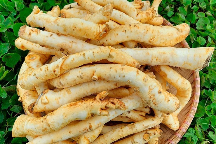 Để làm ra 1kg mứt đinh lăng, người thợ phải sử dụng tới 7-8kg rễ đinh lăng tươi. Ảnh: Dân Việt