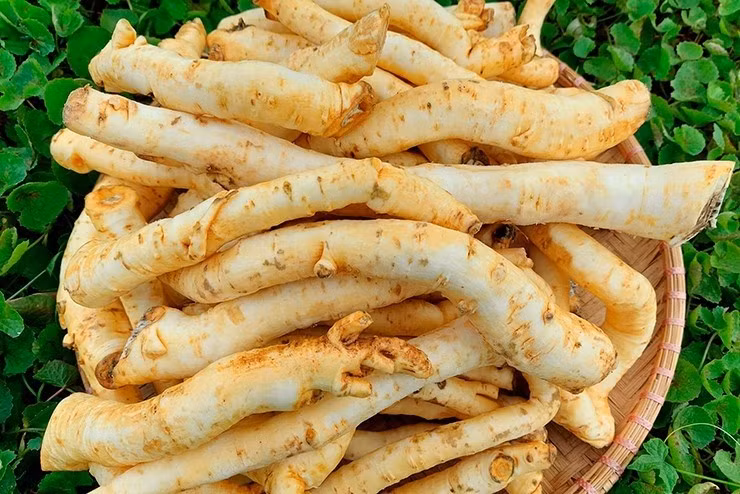 Để làm ra 1kg mứt đinh lăng, người thợ phải sử dụng tới 7-8kg rễ đinh lăng tươi. Ảnh: Dân Việt