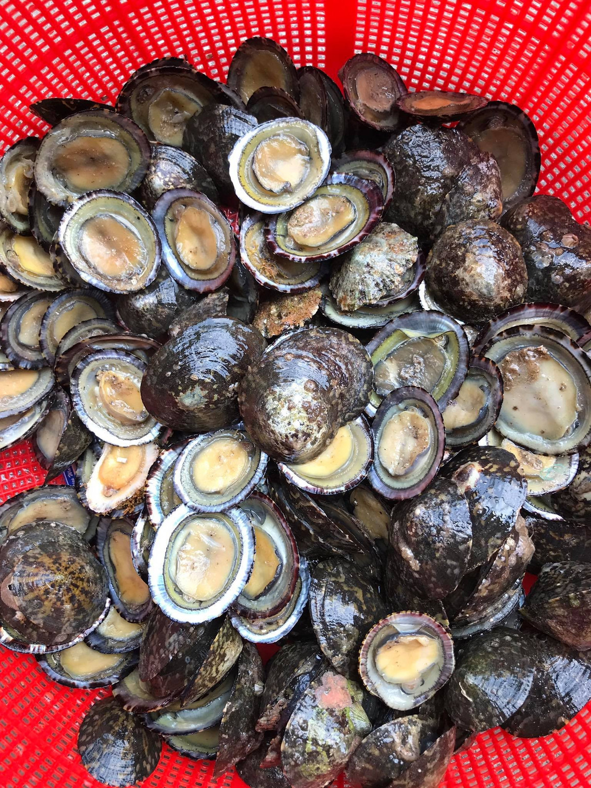 Ốc vú dẹt bám chặt vào các ghềnh đá nên muốn bắt phải dùng đèn soi kỹ từng kẽ đá hay hốc sâu, thậm chí phải ngâm mình dưới nước mới khai thác được. Ảnh: Facebook