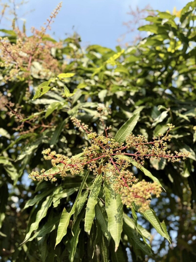 Trước đó, nữ ca sĩ từng chia sẻ cây xoài trổ nhiều hoa, hứa hẹn mùa bội thu. Ảnh: FB My Tam