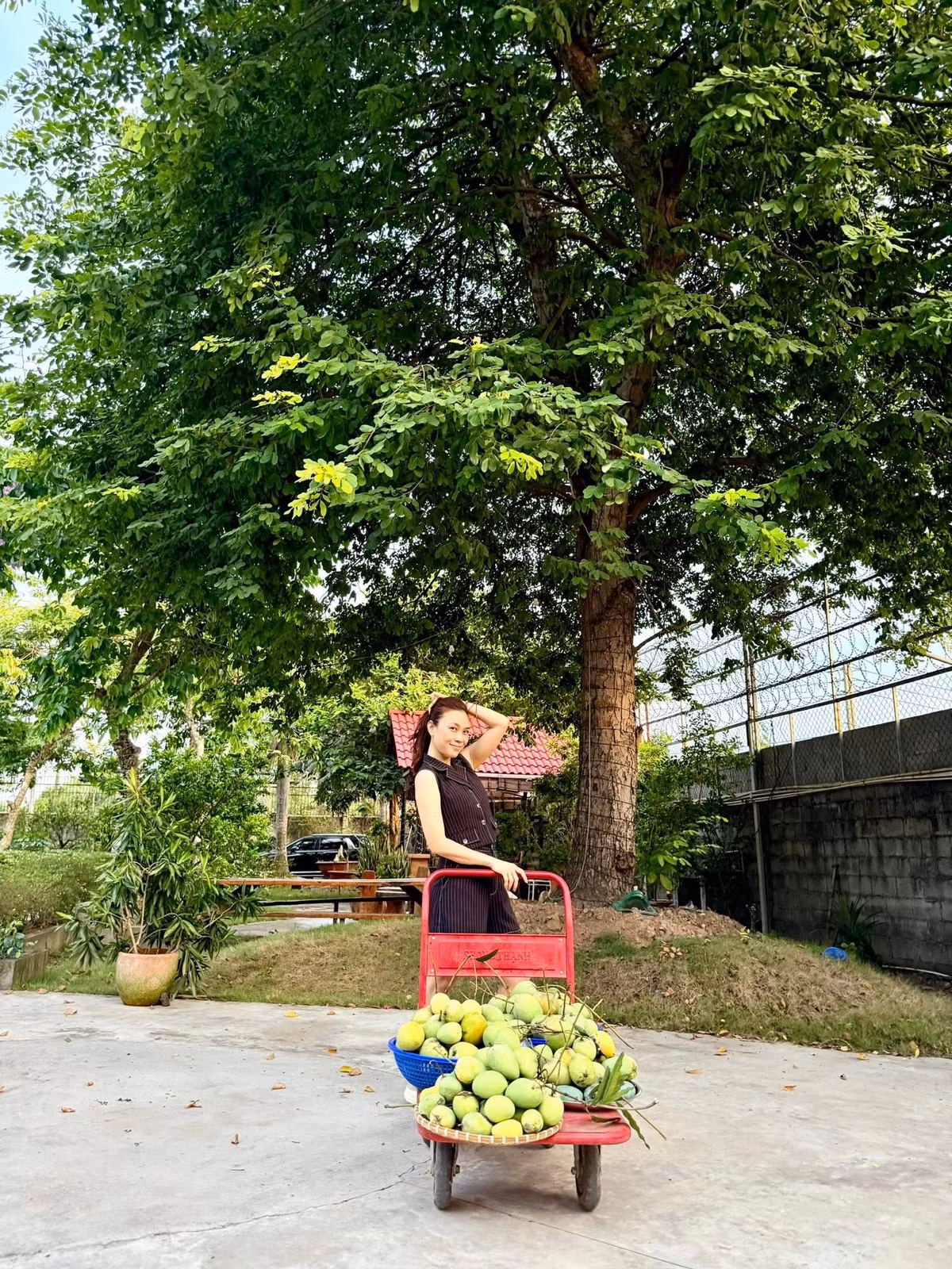 Những cây xoài lớn trong khu vườn của nữ ca sĩ cho nhiều đợt trái hơn các các năm trước. Ảnh: FB My Tam