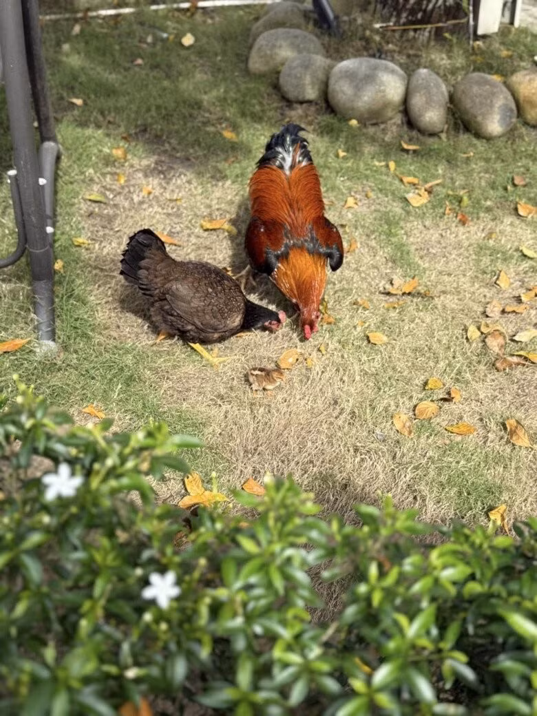 Không chỉ trồng cây, ca sĩ Mỹ Tâm còn nuôi gà trong vườn. Ảnh: FB My Tam