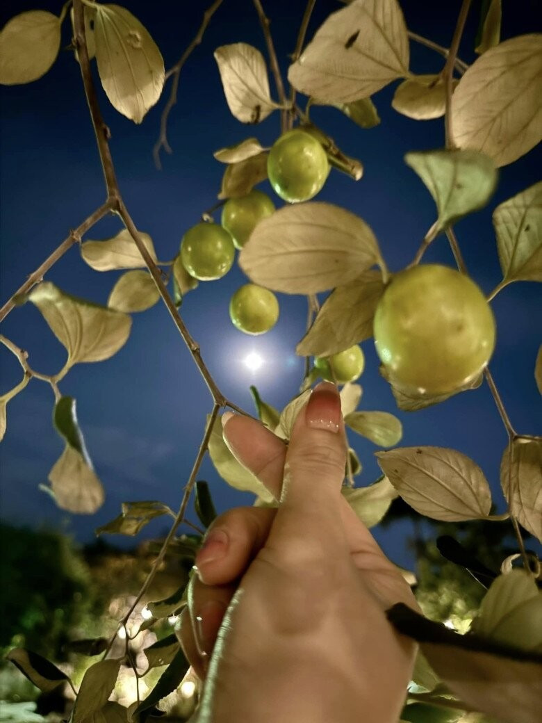 Ngoài ra, khu vườn của Mỹ Tâm còn có nhiều trái cây khác như táo, nhãn, chôm chôm...Ảnh: FB My Tam