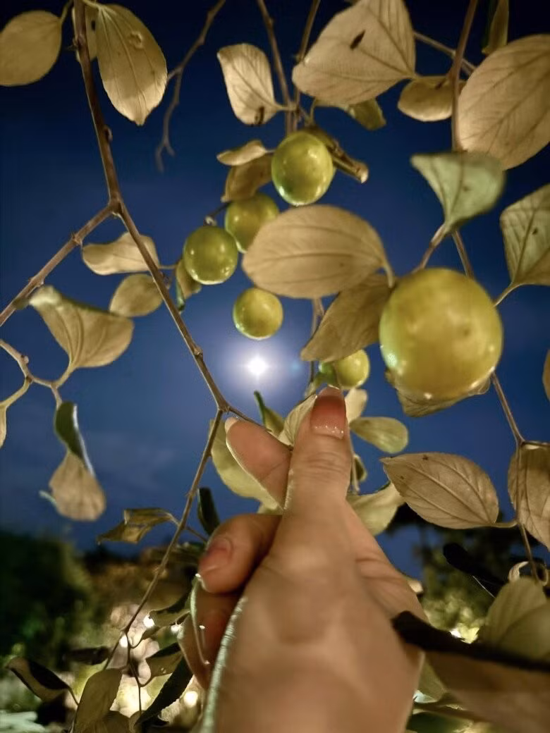 Ngoài ra, khu vườn của Mỹ Tâm còn có nhiều trái cây khác như táo, nhãn, chôm chôm...Ảnh: FB My Tam