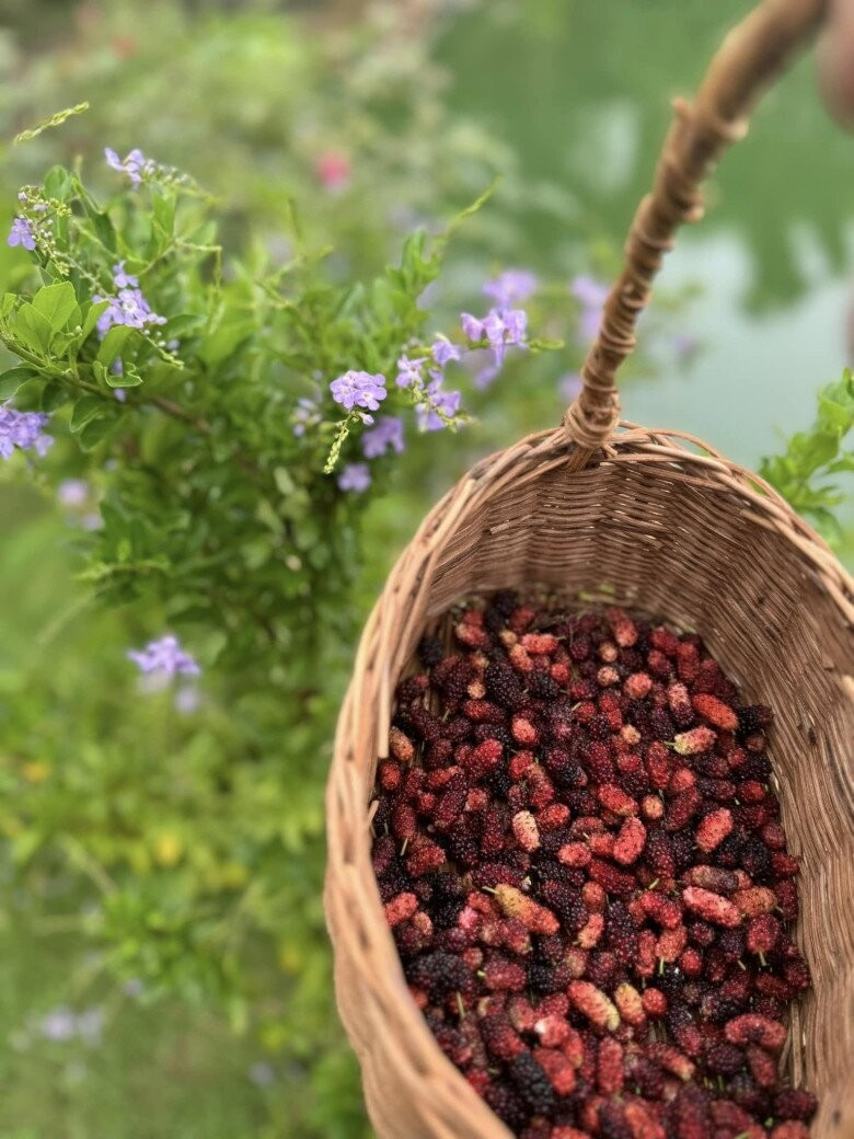 View - Cận cảnh nhà vườn trồng cây, nuôi gà của ca sĩ Mỹ Tâm | Báo Tri thức và Cuộc sống - TIN TỨC PHỔ BIẾN KIẾN THỨC 24H