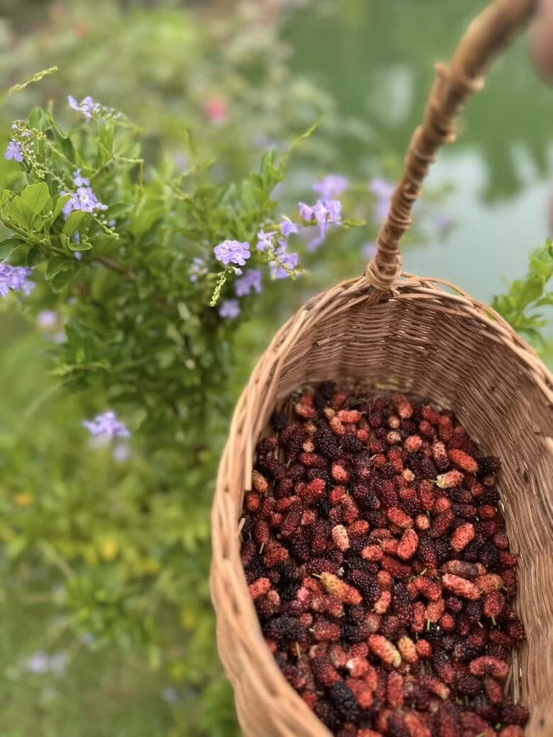 Dâu tằm nữ ca sĩ thu hoạch trong vườn. Ảnh: FB My Tam