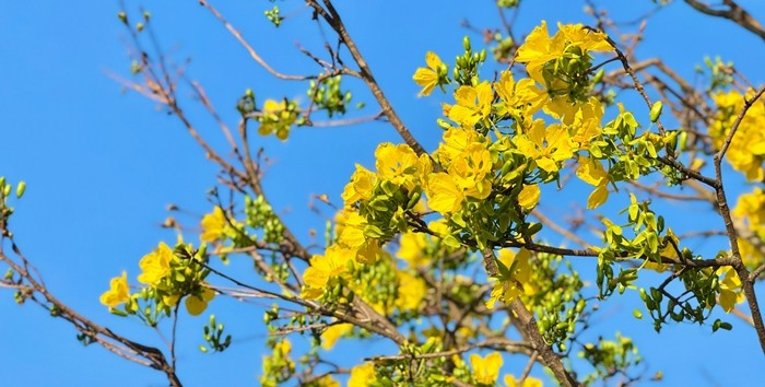 Sắc hoa tươi, nụ chi chít, tán cành cân đối khiến ai nấy đều phải trầm trồ. Ảnh: Báo Quảng Ngãi