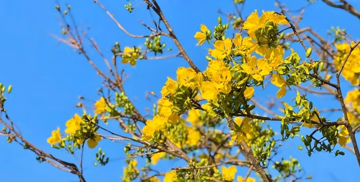 Sắc hoa tươi, nụ chi chít, tán cành cân đối khiến ai nấy đều phải trầm trồ. Ảnh: Báo Quảng Ngãi