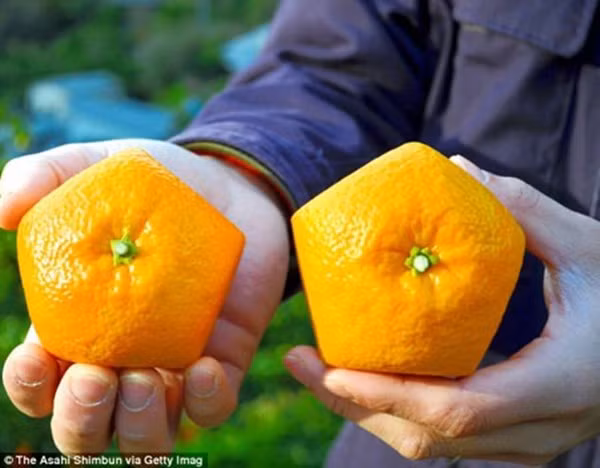 Tuy nhiên, mỗi vụ cam chỉ có vài trăm quả bán ra thị trường. Ảnh: Getty