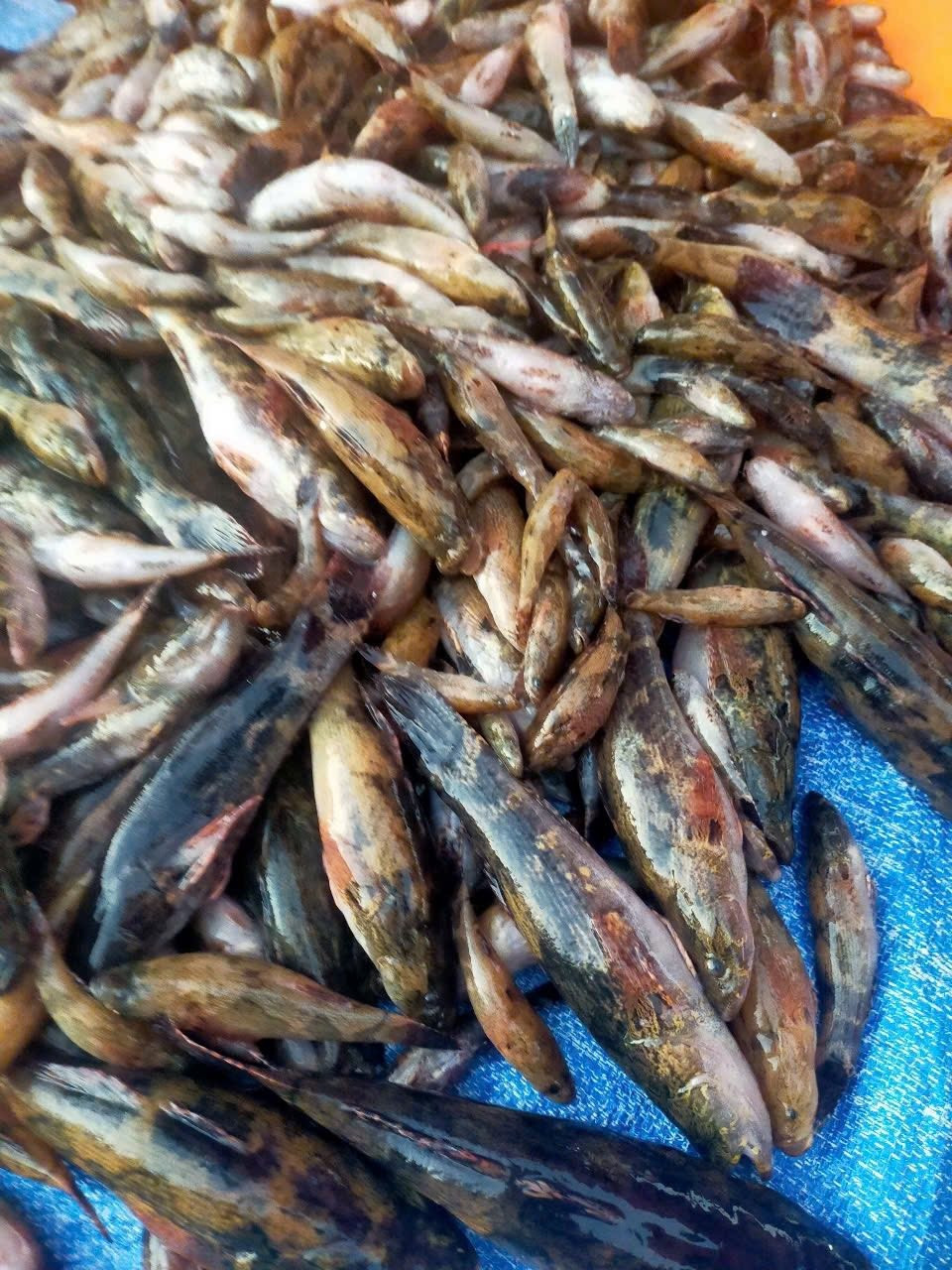 Cá bống tượng sông Đà chủ yếu loại nhỏ, giá bán khoảng 140.000–160.000 đồng/kg, trung bình mỗi kg có 6–8 con. Ảnh: Facebook