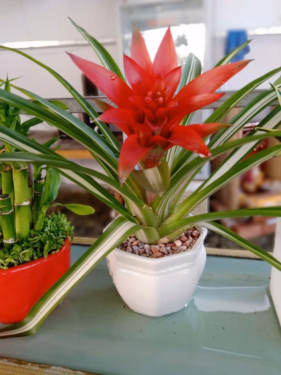 Không nên mang dứa cảnh nến đặt ở ban công, tiếp xúc với ánh nắng mặt trời. Lá sẽ chuyển sang màu vàng và khô héo. Ảnh: Hoakiengphattai