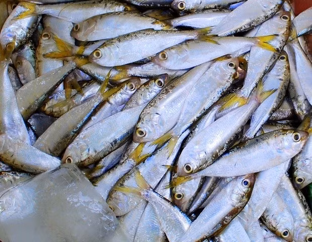 Trên thị trường, cá mòi tươi được bán với giá khoảng 40.000–80.000 đồng/kg, tùy theo kích cỡ và mùa đánh bắt. Ảnh: Báo Đắk Lắk