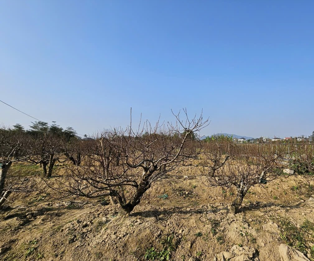 Cây đào được cắt tỉa mạnh tay, loại bỏ cành dăm, thay đất mới và bón phân hữu cơ để kích thích bộ rễ phát triển trở lại. Ảnh: Giadinhxahoi